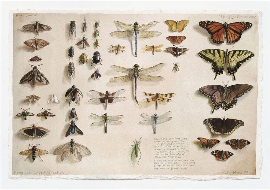 "Homemade Bug Collection," River Journal, watercolor on paper, 2012. Courtesy of the artist and Grand Hand Gallery.