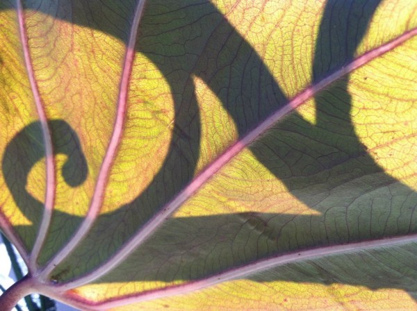 Daniel Buechele, "Elephant Ear with Iron Hand Frail in My Front Yard."