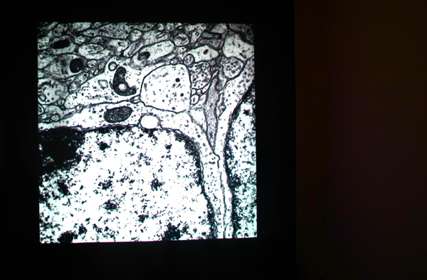 A still from Tanabe's slide show of microbiology.