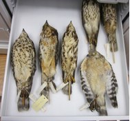 Sample bird drawer at South Florida Collection Management Center, photo courtesy SFCMC