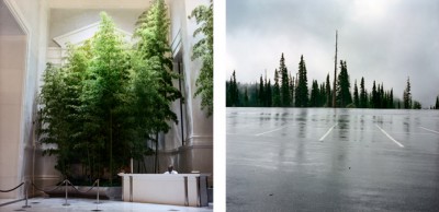 Two views of trees.