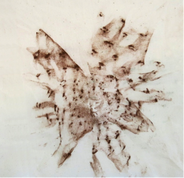 Regina Jestrow, Pinecone, 2014, 7”x7”, conte on muslin