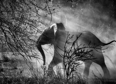 Elephant in a nature preserve, Zambia.