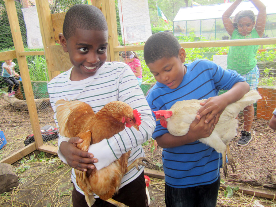 Brook Park Chickens